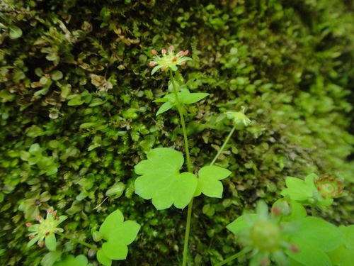 Image of Saxifraga paradoxa by (c) Christian Berg, some rights reserved (CC BY)