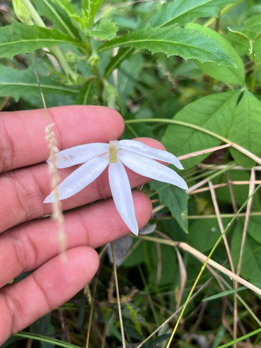 Hippobroma longiflora observed 2026-10-29