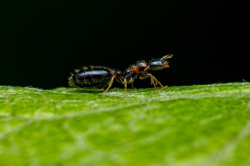 Monomorium floricola observed 2026-10-29