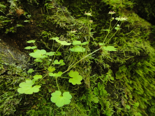 Image of Saxifraga paradoxa by (c) Christian Berg, some rights reserved (CC BY)