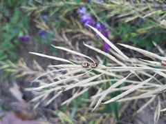 Eurydema gebleri