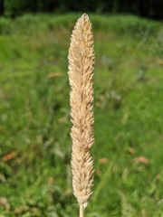 Phalaris caroliniana