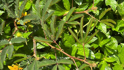 Mimosa pudica observed 2026-10-30