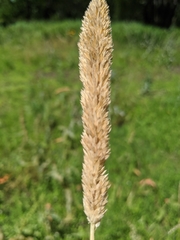 Phalaris caroliniana