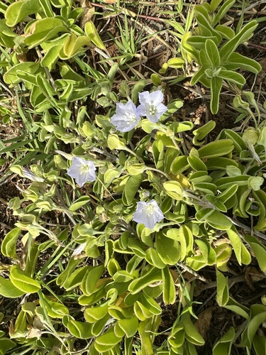 Jacquemontia sandwicensis observed 2026-10-29