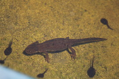 Lissotriton vulgaris