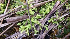 Selaginella eclipes