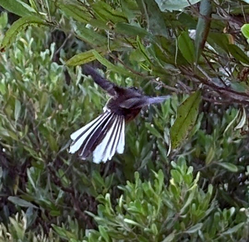 Rhipidura fuliginosa observed 2026-10-30