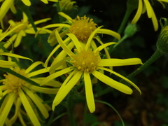 Tephroseris longifolia