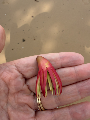 Bruguiera gymnorhiza observed 2026-10-30