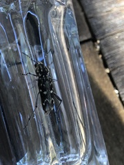 Xylotrechus rusticus