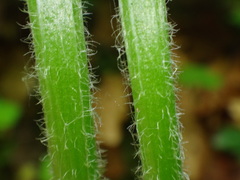 Tephroseris longifolia