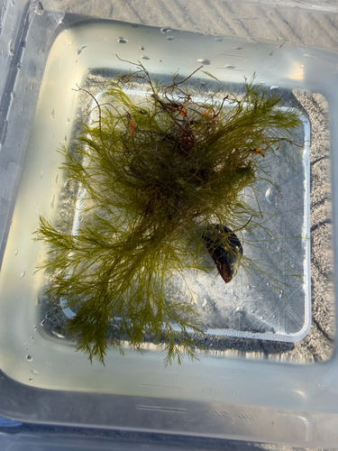 Bryopsis observed 2026-10-06