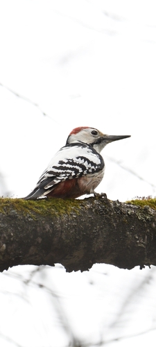 Dendrocopos leucotos observed 2026-10-29