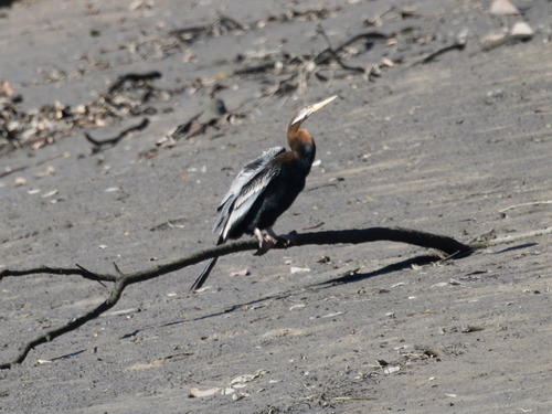 Australasian Darter