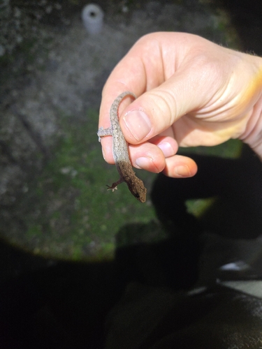 Hemidactylus frenatus observed 2026-10-29