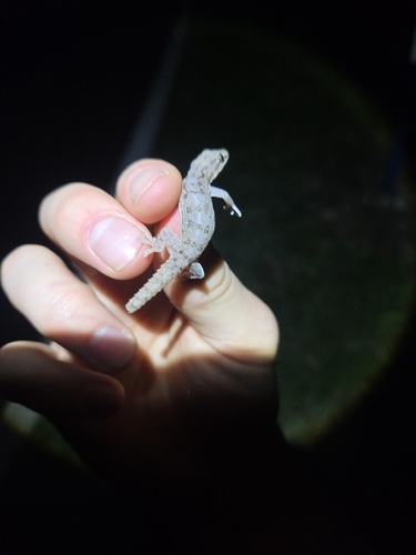 Hemidactylus frenatus observed 2026-10-29