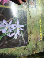 Galium virgatum