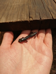 Chiropterotriton orculus