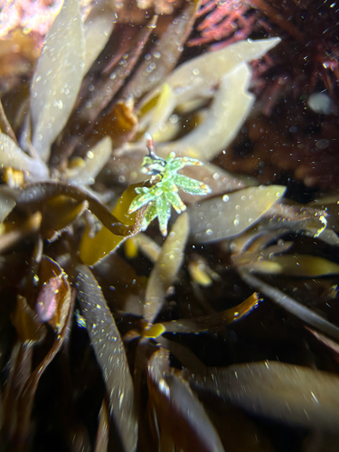 Enteromorpha observed 2026-10-29