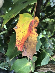 Calonectria