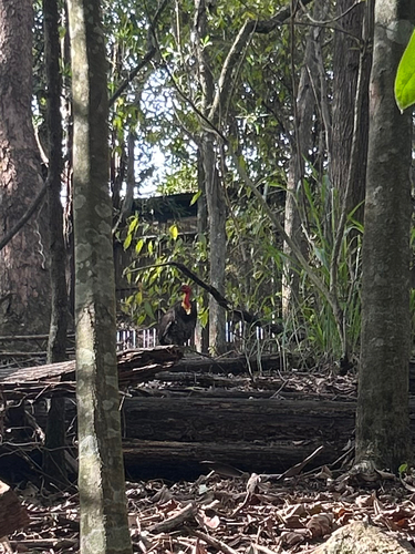 Australian Brushturkey