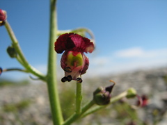 Scrophularia incisa