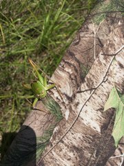 Pediodectes haldemanii