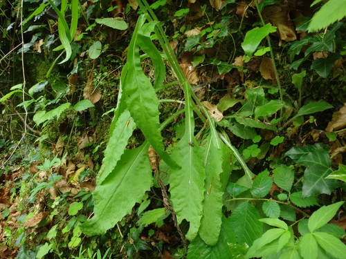 Image of Tephroseris longifolia by (c) Christian Berg, some rights reserved (CC BY)