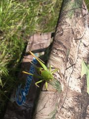 Pediodectes haldemanii