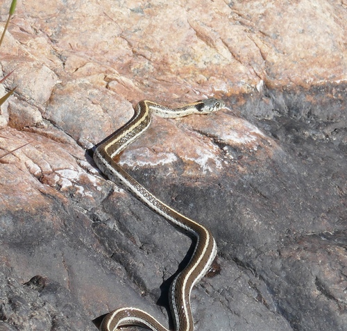 Thamnophis cyrtopsis observed 2026-10-29