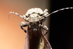 Aegomorphus clavipes