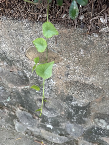 Stephania japonica observed 2026-10-30