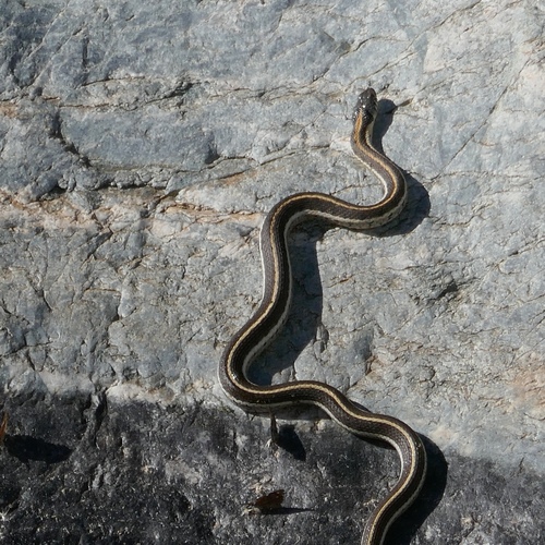 Thamnophis cyrtopsis observed 2026-10-29