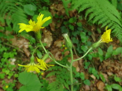 Hieracium transylvanicum