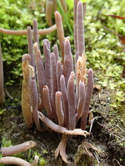 Alloclavaria