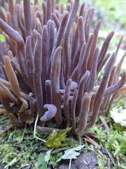 Alloclavaria