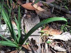 Arthropodium milleflorum