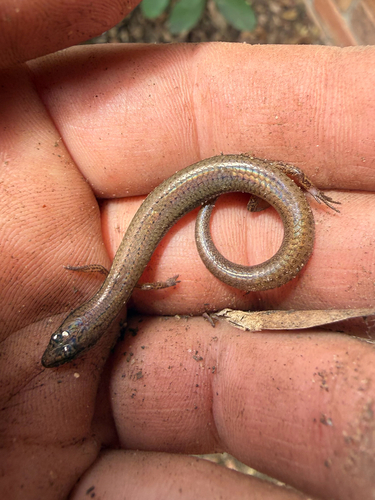 Sphenomorphus observed 2026-10-30