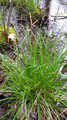 Carex brunnescens