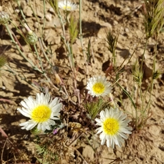 Malacothrix coulteri