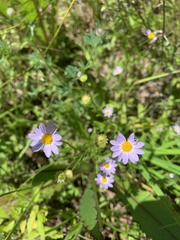 Astranthium ciliatum