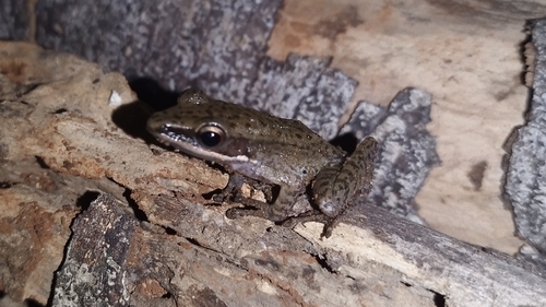 Chalcorana chalconota observed 2026-10-29