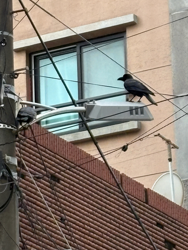 Corvus observed 2026-10-30