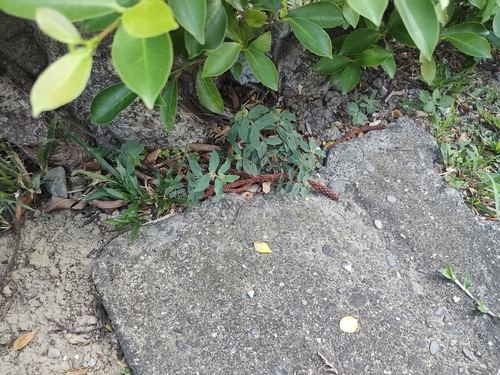 Euphorbia hirta observed 2026-10-30