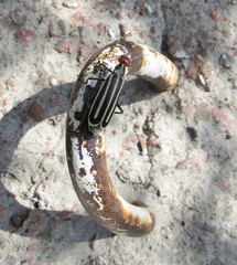 Epicauta erythrocephala