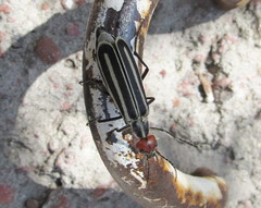 Epicauta erythrocephala