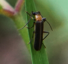 Podabrus flavicollis
