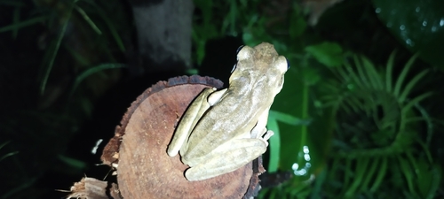 Polypedates leucomystax observed 2026-10-29