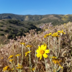 Monolopia lanceolata